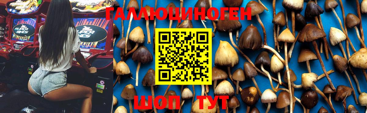 Галлюциногенные грибы GOLDEN TEACHER Тихорецк